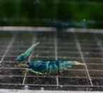 Bleu bolts, Kreeft, Krab of Garnaal