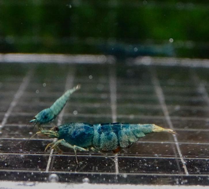 Bleu bolts, Dieren en Toebehoren, Vissen | Aquariumvissen, Kreeft, Krab of Garnaal