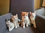 Supermakke gezellige kittens (18-9 geboren), Dieren en Toebehoren, Meerdere dieren, 0 tot 2 jaar