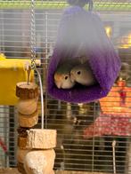 Dwergpapegaaien 1 mannetje 1 vrouwtje, Meerdere dieren, Dwergpapegaai of Agapornis