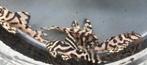 Hypancistrus sp. L333 l King Tiger Pleco, Dieren en Toebehoren, Vissen | Aquariumvissen, Vis