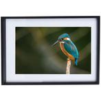 Ijsvogel Poster met Lijst, Ophalen of Verzenden, Zo goed als nieuw, Foto of Poster, Minder dan 50 cm