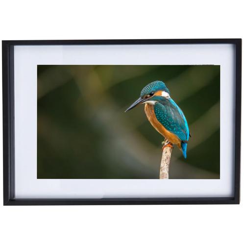 Ijsvogel Poster met Lijst, Huis en Inrichting, Woonaccessoires | Schilderijen, Tekeningen en Foto's, Zo goed als nieuw, Foto of Poster
