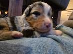 Australian Shepherd puppy's (zie foto's), Dieren en Toebehoren, Honden | Herdershonden en Veedrijvers, Parvo, 8 tot 15 weken, Meerdere