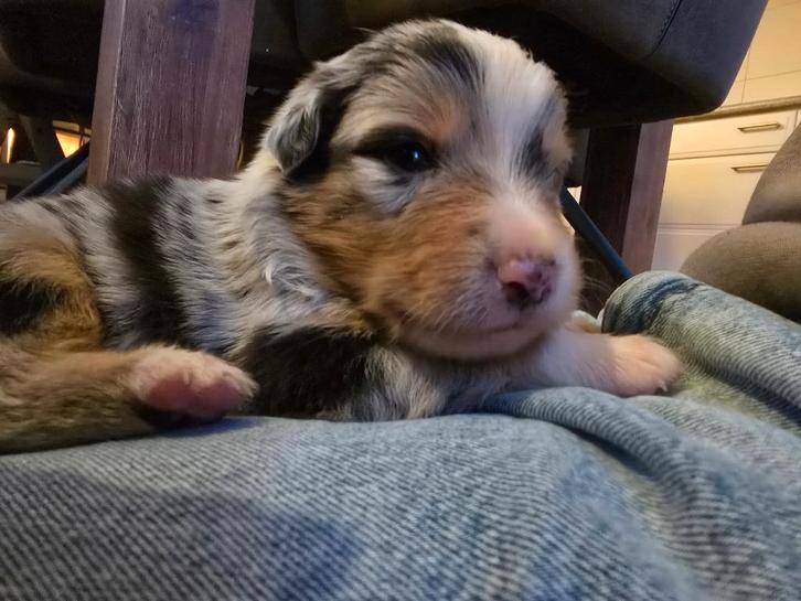 Australian Shepherd puppy's (zie foto's), Dieren en Toebehoren, Honden | Herdershonden en Veedrijvers, Meerdere dieren, Herder