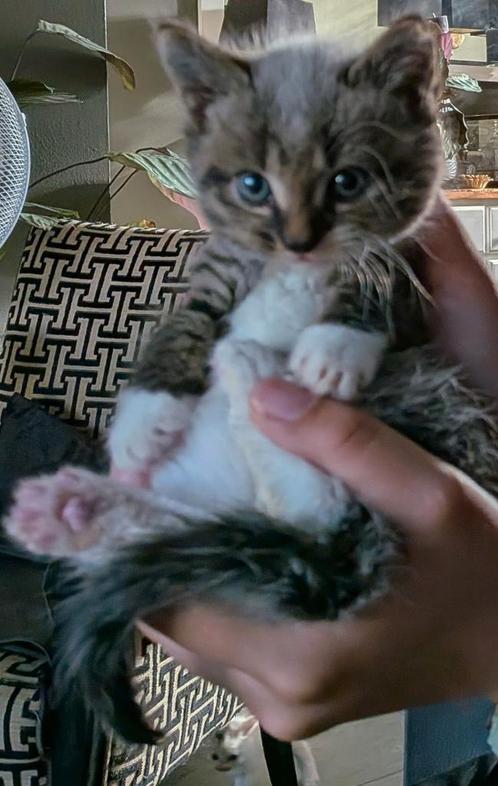 Nog 1 Kitten kruising Europees/Britse korthaar/Turkse Angora, Dieren en Toebehoren, Katten en Kittens | Raskatten | Langhaar, Kater