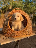 Gastgezinnen gezocht voor prachtige pupjes / Filosdogrescue, Dieren en Toebehoren, Particulier, Rabiës (hondsdolheid), 15 weken tot 1 jaar