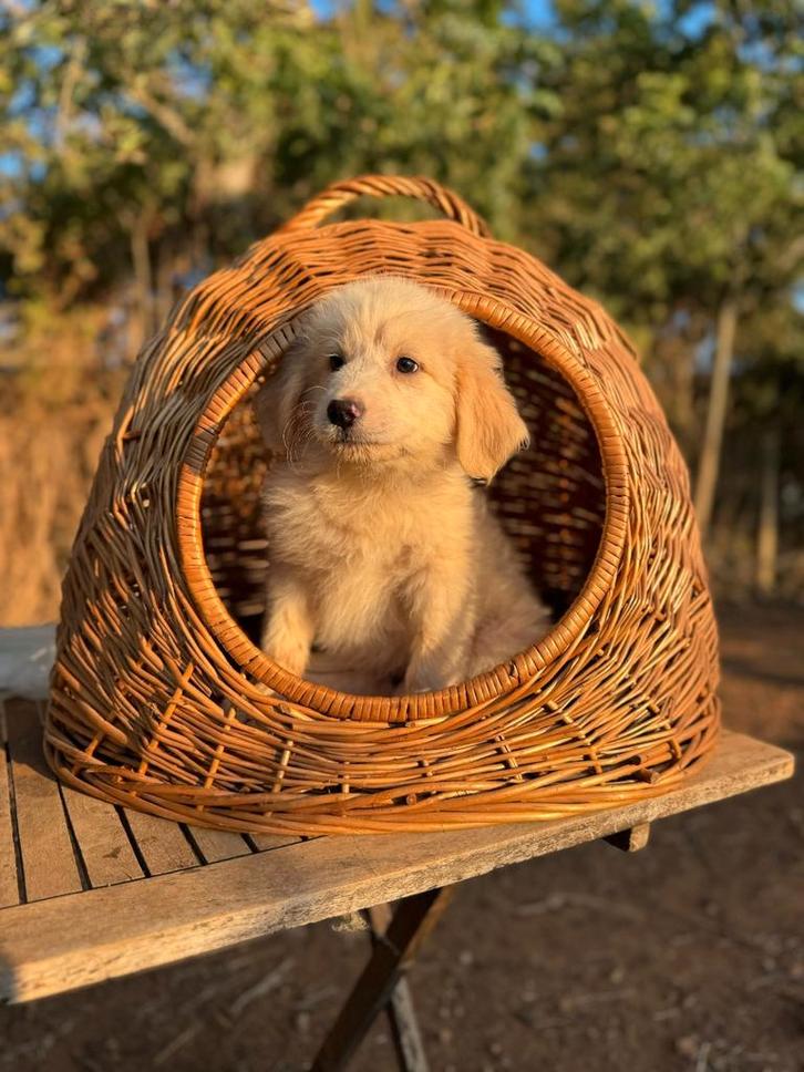 Gastgezinnen gezocht voor prachtige pupjes / Filosdogrescue, Dieren en Toebehoren, Honden | Niet-rashonden, Klein, Meerdere dieren