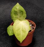 Anthurium Crystallinum x (AOS x AOS) mint variegata, Ophalen of Verzenden, Halfschaduw, Minder dan 100 cm