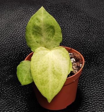 Anthurium Crystallinum x (AOS x AOS) mint variegata beschikbaar voor biedingen