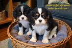 Cavalier King Charles Spaniel .  .  .  .   .  .   outcross, Nederland, CDV (hondenziekte), 8 tot 15 weken, Meerdere