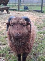 Prachtig ouessant rammetje alleen voor ubnhouders, Mannelijk, Schaap