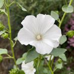 Zaden wit kaasjeskruid - Bekermalva (Lavatera trimestris), Tuin en Terras, Bloembollen en Zaden, Ophalen of Verzenden, Voorjaar