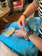Jonge forpussen blauw mannetjes, Dieren en Toebehoren, Vogels | Parkieten en Papegaaien, Mannelijk, Dwergpapegaai of Agapornis