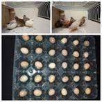 Chinese kwartels kwartel broedeieren kwarteleitjes, Ophalen of Verzenden, Nieuw, Kooi-accessoires