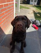 Lieve en goed opgevoede Labrador reu- 8 maanden oud, 15 weken tot 1 jaar, Reu, Labrador retriever, Parvo