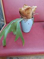 Hertzhoorn, Huis en Inrichting, Kamerplanten, Ophalen, In pot, Halfschaduw, Minder dan 100 cm