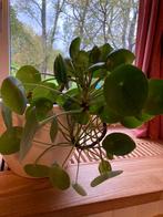 Pannekoekplant Pilea, Huis en Inrichting, Kamerplanten, Ophalen, Halfschaduw, Minder dan 100 cm
