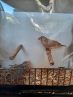 Tekoop mooie gezonde zebravinken, Dieren en Toebehoren, Vogels | Overige Vogels, Meerdere dieren, Tropenvogel