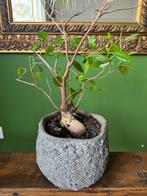 Bonsai boom en pot, Huis en Inrichting, Kamerplanten, Ophalen, Overige soorten, In pot, Minder dan 100 cm
