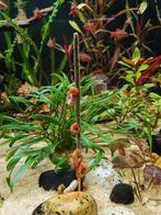 Posthoorn slakken roze, Dieren en Toebehoren, Vissen | Aquariumvissen, Slak of Weekdier, Zoetwatervis, Schoolvis