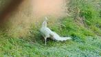 Hele mooie pauwen, Dieren en Toebehoren, Meerdere dieren, Overige soorten