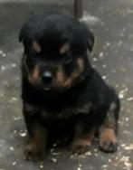 Rottweiler pups, Dieren en Toebehoren, Parvo, België, Particulier, 8 tot 15 weken