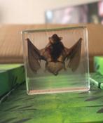 Opgezette vleermuizen en spinnen in epoxy hars taxidermie, Verzamelen, Ophalen of Verzenden, Nieuw, Opgezet dier