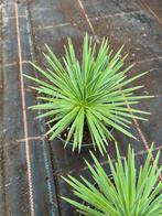 Agave nana, Tuin en Terras, Planten | Tuinplanten, Ophalen of Verzenden, Bloeit niet, Overige soorten, Volle zon