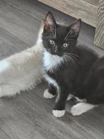 :

🐾 Elvis – onze speelse Black Solid ragdoll, Poes, Gechipt, 0 tot 2 jaar