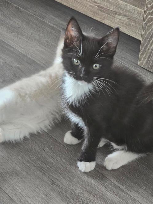 :

🐾 Elvis – onze speelse Black Solid ragdoll, Dieren en Toebehoren, Katten en Kittens | Raskatten | Korthaar, Poes, 0 tot 2 jaar