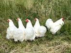 Cochin kriel kippen Wit, gesekst en ingeënt, Dieren en Toebehoren, Vrouwelijk, Kip