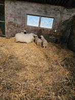 4 Mooie walliser schwarznase schapen, Vrouwelijk, Schaap, 0 tot 2 jaar