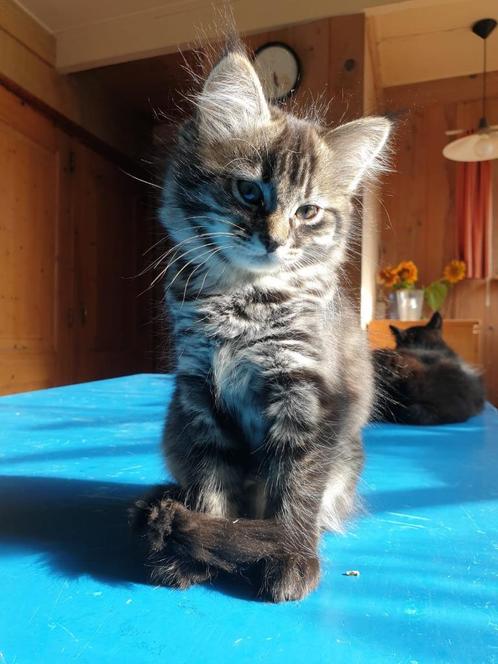 kitten halflanghaar cypers, Dieren en Toebehoren, Katten en Kittens | Overige Katten, Meerdere dieren, 0 tot 2 jaar