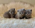 3 Britse Korthaar kittens (alle zijn gereserveerd), Meerdere dieren, Ontwormd
