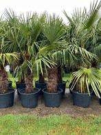 Trachycarpus Fortunei palm (Winterhard), Tuin en Terras, Planten | Tuinplanten, Ophalen of Verzenden, Zomer, Overige soorten, Halfschaduw
