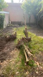 Gratis hout/ brandhout  op te halen, Ophalen of Verzenden, Halfschaduw, Overige soorten, 100 tot 250 cm