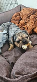 Bulldogs, Dieren en Toebehoren, Parvo, 1 tot 2 jaar, Teef, Eén hond