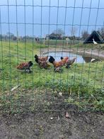 Broedeieren hollandse sabelpoot, Meerdere dieren, Kip