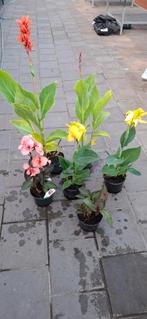 Canna verschillende kleuren., Ophalen, Zomer, Overige soorten, Volle zon