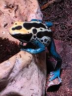 dendrobates tinctorius, Dieren en Toebehoren, Reptielen en Amfibieën