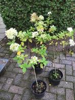 Hortensia’s Hydrangea Limelight, Volle zon, Vaste plant, Zomer, Ophalen