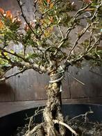 Mooie bonsai, Tuin en Terras, Planten | Bomen, Bloeit niet, Halfschaduw, Minder dan 100 cm, Overige soorten