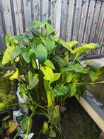 Grote vijver plant, Ophalen, Zo goed als nieuw