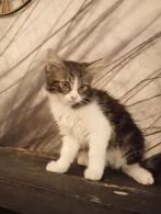 Kittens te koop, Meerdere dieren, Langharig, 0 tot 2 jaar