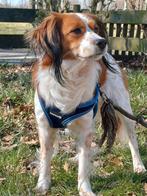 Kooiker dekreu aangeboden, Reu, Eén hond, 3 tot 5 jaar, Nederland