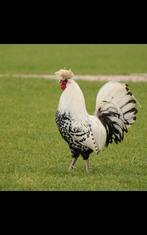 Appenzeller Spitskuif fokhaan, Mannelijk, Kip