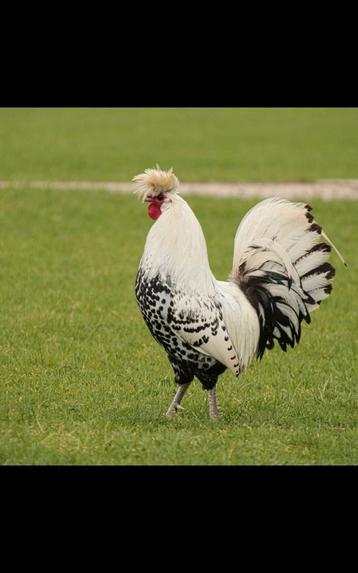 Appenzeller Spitskuif fokhaan beschikbaar voor biedingen