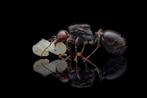 Mieren houden? Nesten, Mieren, Accessoires!, Dieren en Toebehoren, Insecten en Spinnen, Mieren