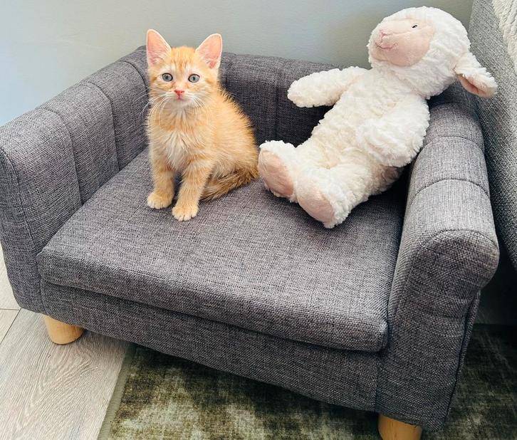 Leuk bankje mandje bed voor kat poes kitten klein hondje, Dieren en Toebehoren, Kattenmanden, Zo goed als nieuw, Ophalen